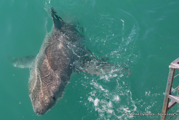 Great white Shark, South Africa